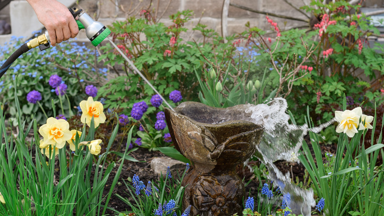 Hand spraying a birdbath with a garden hose