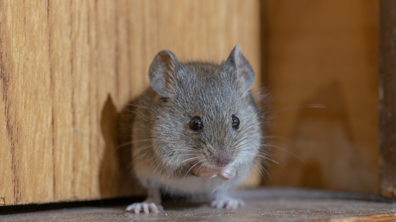 A cute mouse sits on a dusty wood surface