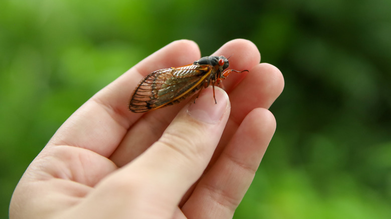 A periodical cicada in a person's hand.