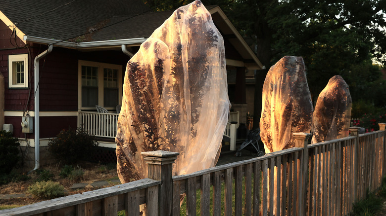 Young trees draped in cicada netting.