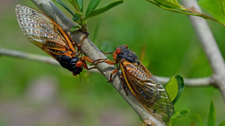 Two periodical cicadas on a tree branch.