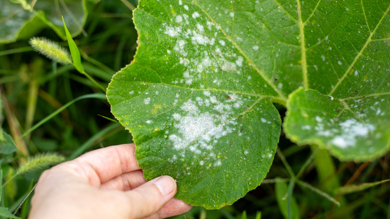 A leaf covered in powdery mildew being held by a person
