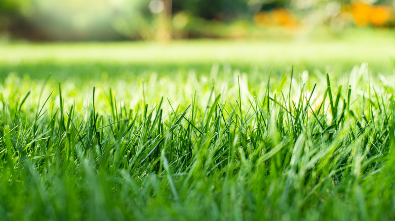 A close-up of lawn grass during the day