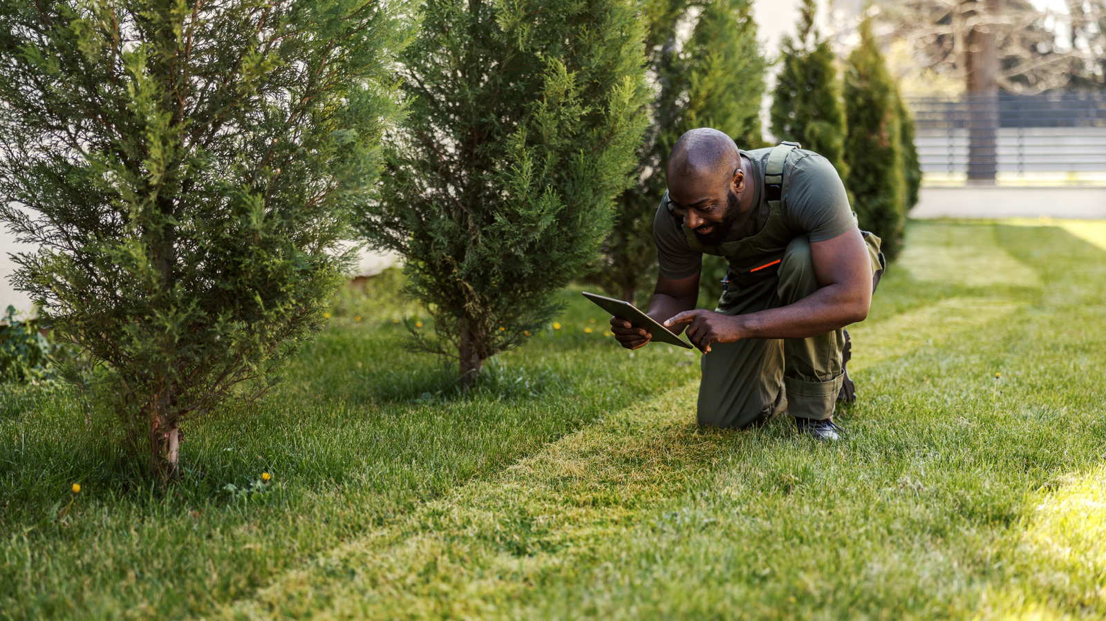 What To Do If You Spot Round Brown Spots In Your Lawn And Grass