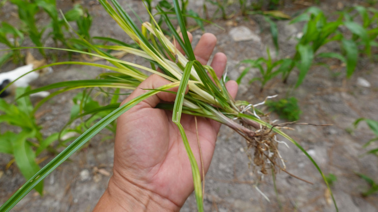 A hand is shown holding freshly pulled young nutsedge with short rhizomes