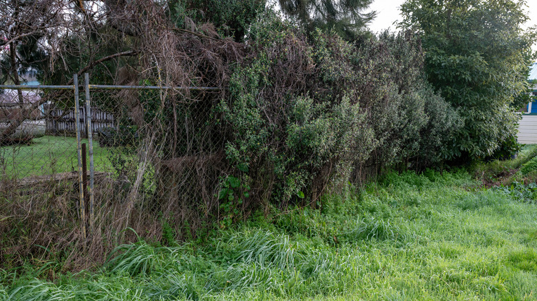 an overgrown hedge growing through a chain link fence between yards