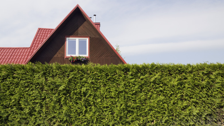 a tall hedge hides a large house