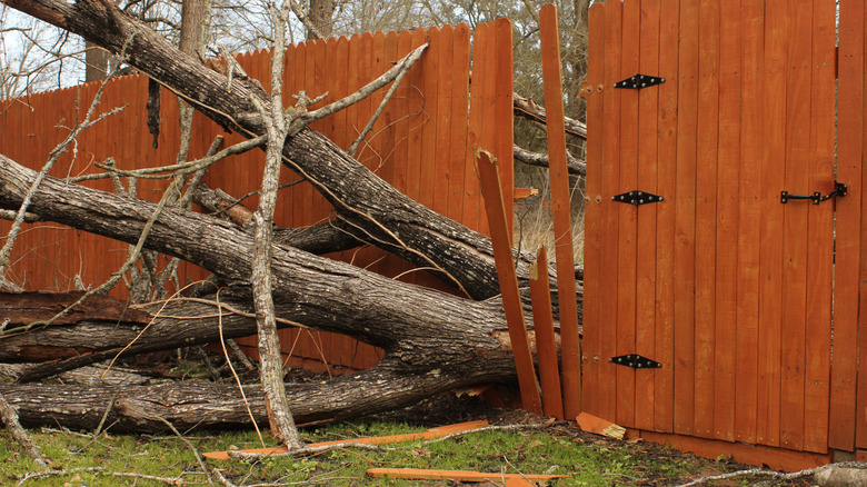 Fence Damaged From Tree Falling During Rain Storm