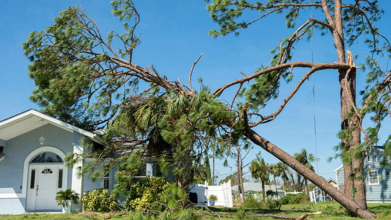 Large tree fallen onto a neighbor's yard