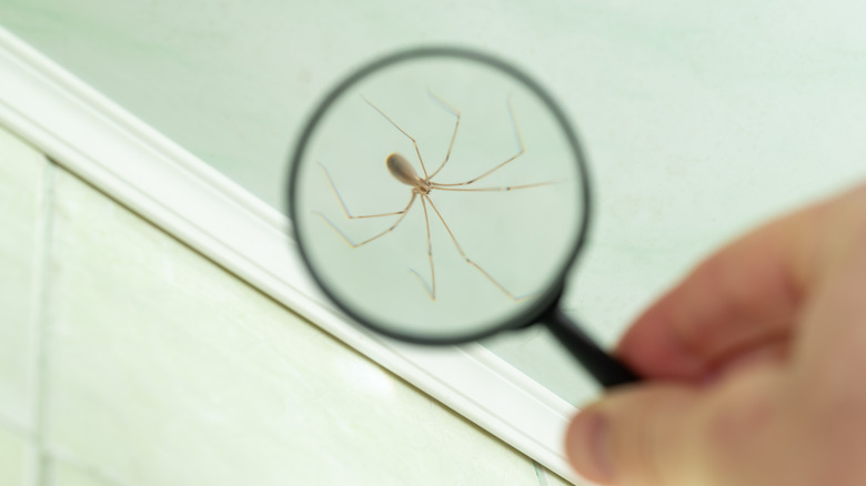 A person uses a magnifying glass on a spider hanging down from ceiling