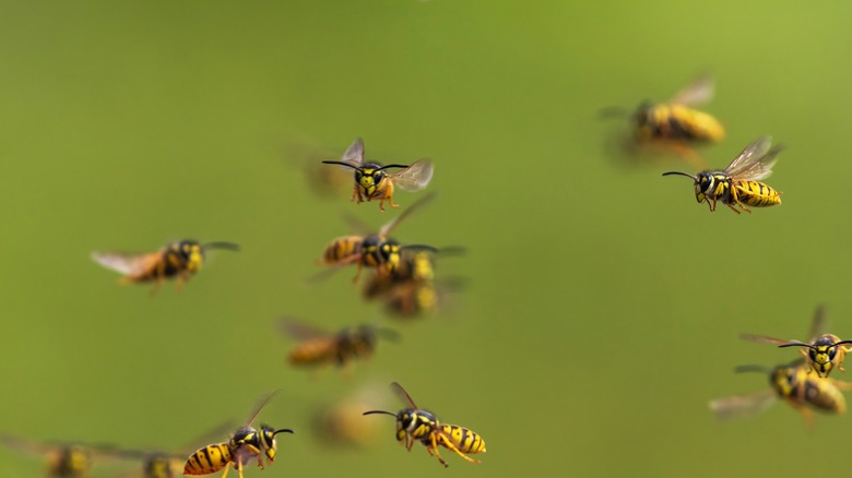 Closeup of a swarm of yellow jackets in flight