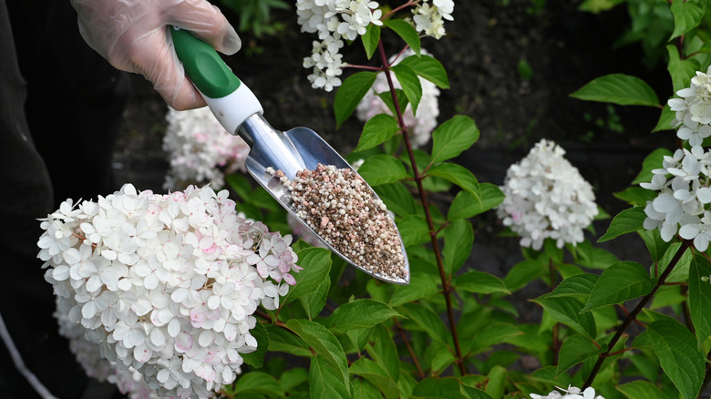Gardener adding fertilizer to hydrangeas.