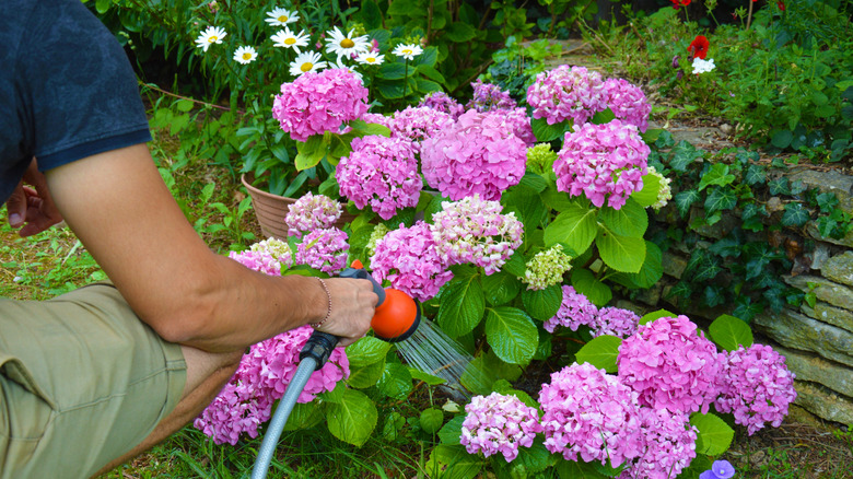 Person watering hydrangeas with a hose.