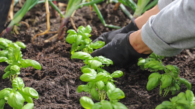 Gardener planting green basil in the ground