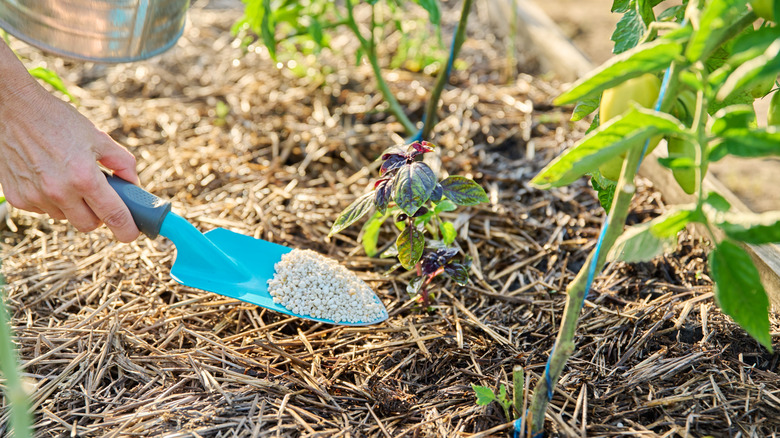 Closeup on granulated fertilizer being applied to basil and tomatoes