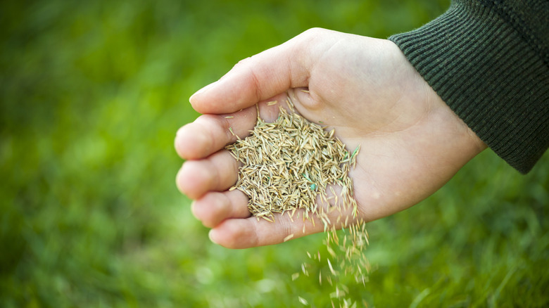 A hand sprinkling grass seed onto a lawn