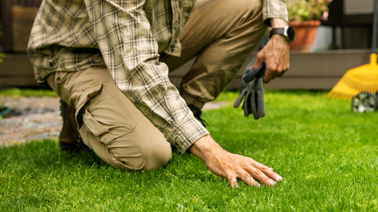 A person touching green grass lawn