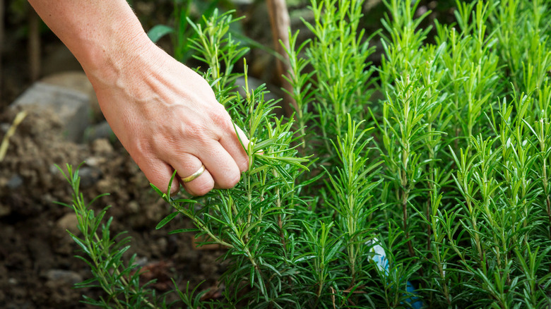 hand touching rosemary plant