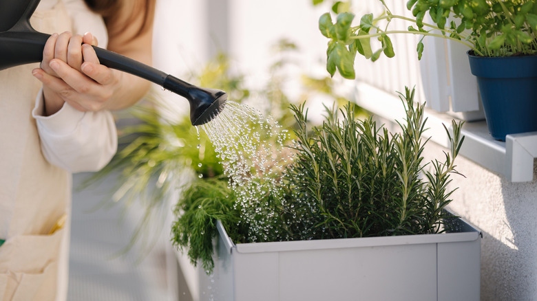 A person watering a rosemary plant