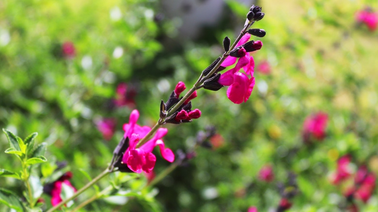 close-up of autumn sage flowers