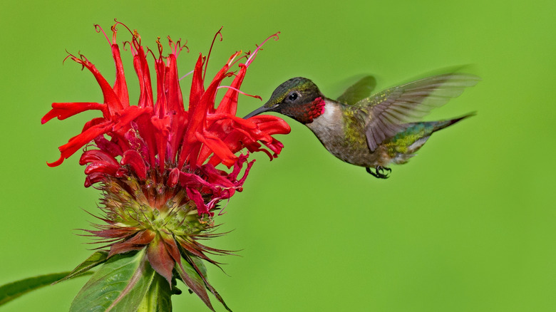 a hummingbird sipping nectar from a bergamot flower