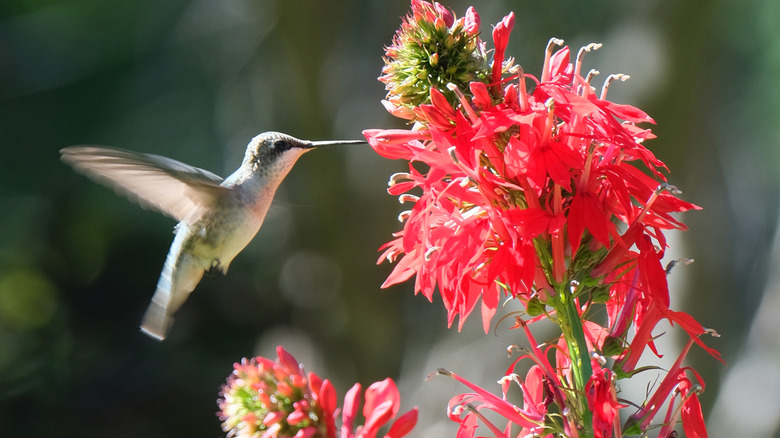 a hummingbird sipping nectar from a cardinal flower