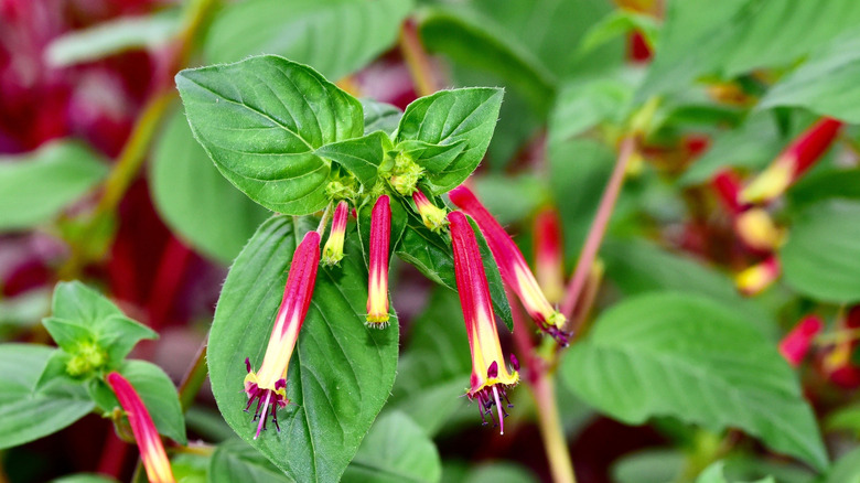 close-up of cigar plant flowers