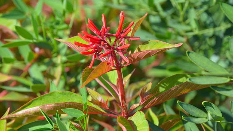 close-up of firebush flowers