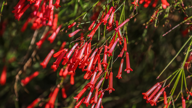 close-up of firecracker plant flowers