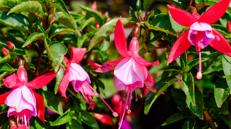 close-up of hardy fuchsia flowers