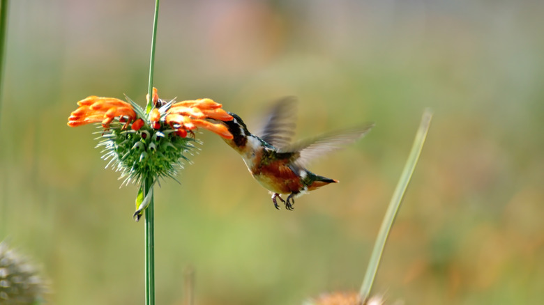 a hummingbird sipping nectar from a lion's tail flower
