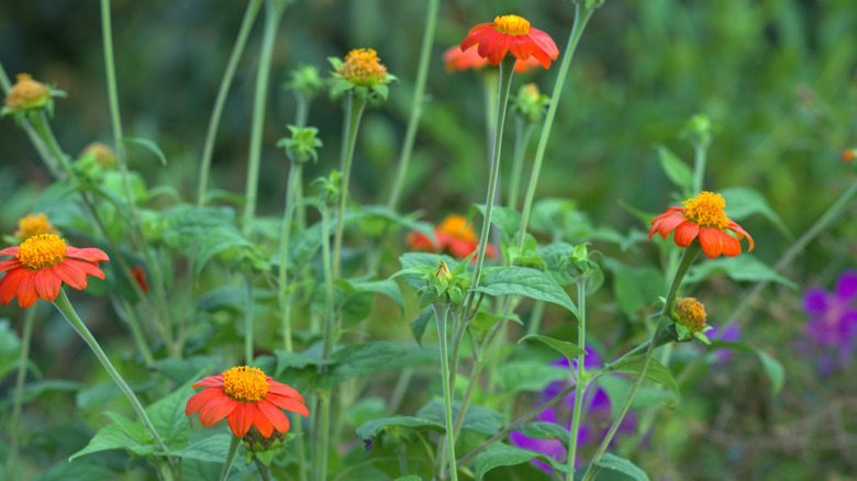 Mexican sunflowers growing in a garden