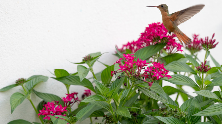 a hummingbird flying near pink pentas flowers