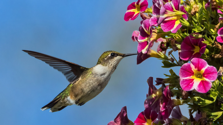 a hummingbird sipping nectar from pink and white petunias