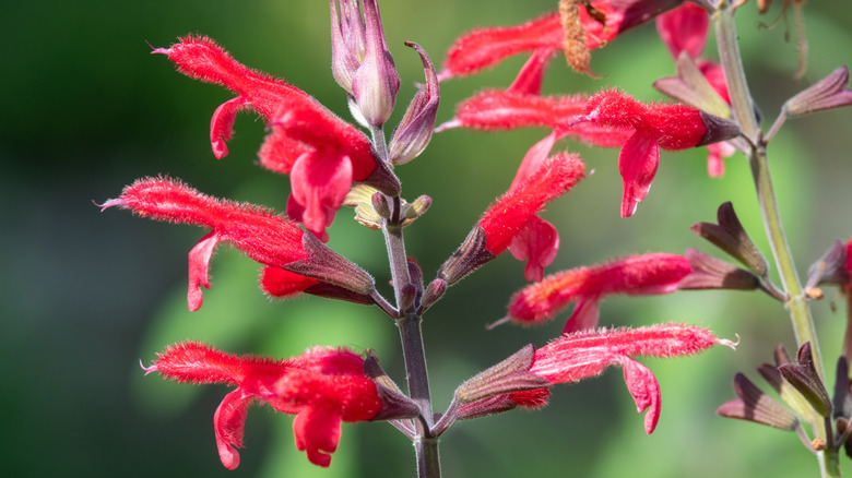 close-up of pineapple sage flowers