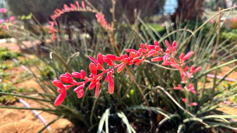 close-up of red yucca flowers