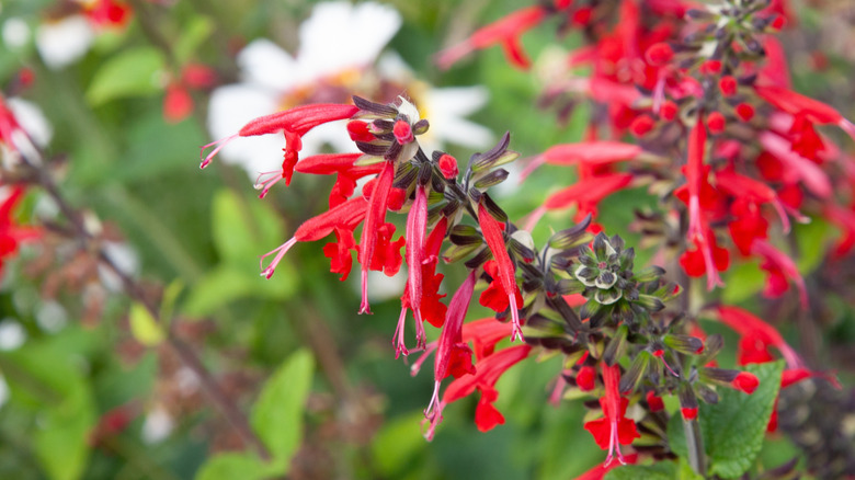 close-up of scarlet sage flowers