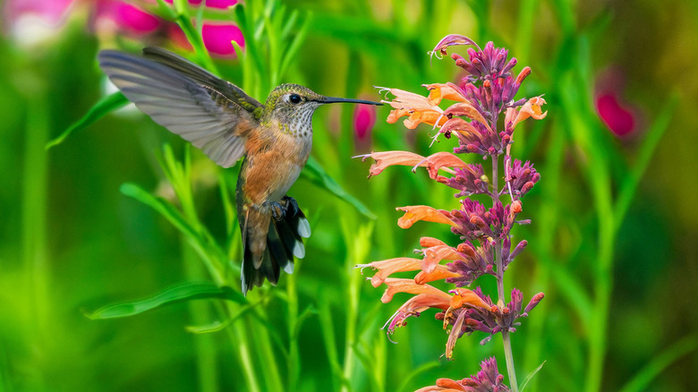 a hummingbird sipping nectar from a sunset hyssop flower