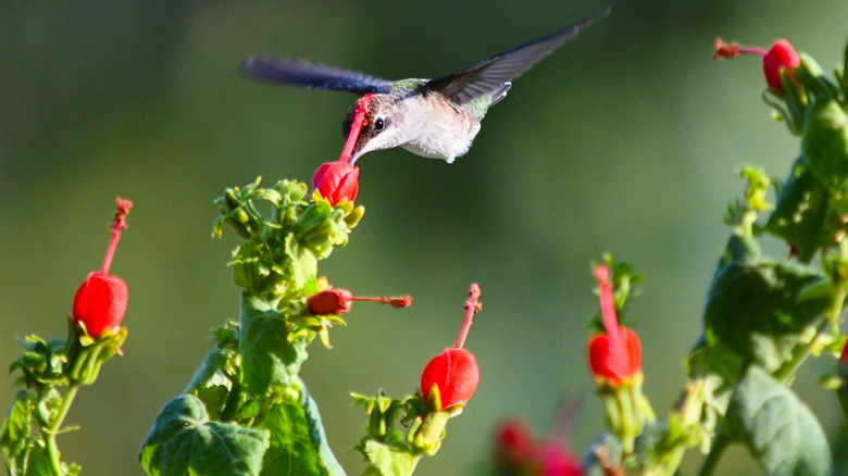 a hummingbird sipping nectar from a Turk's cap flower