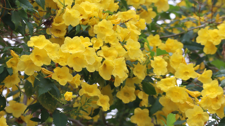 yellow bells flowers in bloom