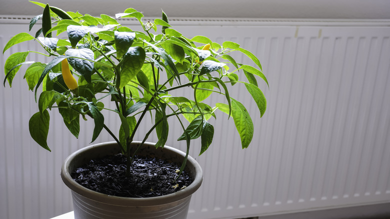 Potted pepper plant indoors