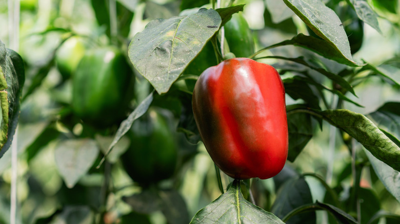 A ripening bell pepper