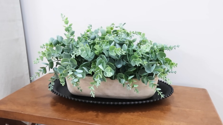 A lush green houseplant sits on top of a plastic charger plate with beaded rim from Dollar Tree