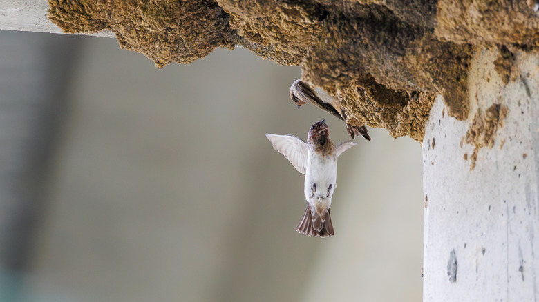 Barn swallow flying up to a built nest