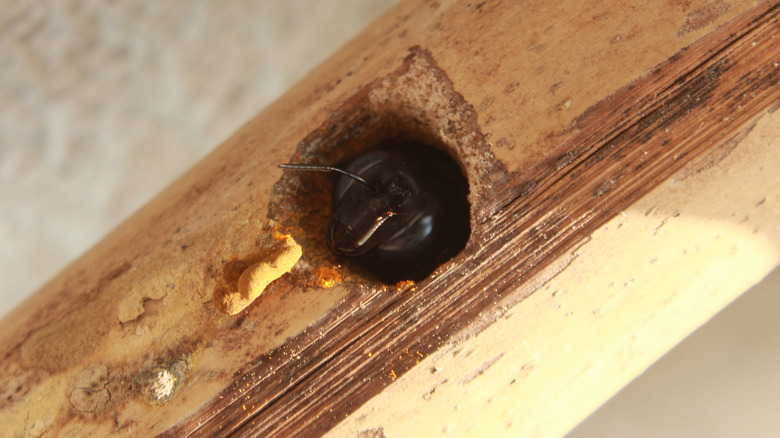 Carpenter bee burrowing into a piece of wood