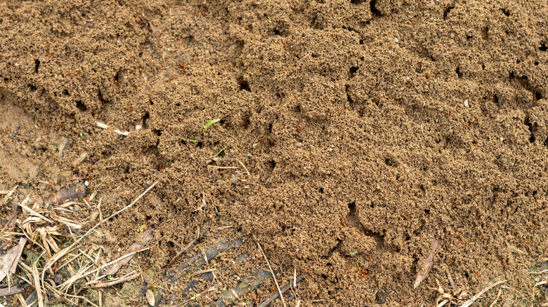 Fire ant nest