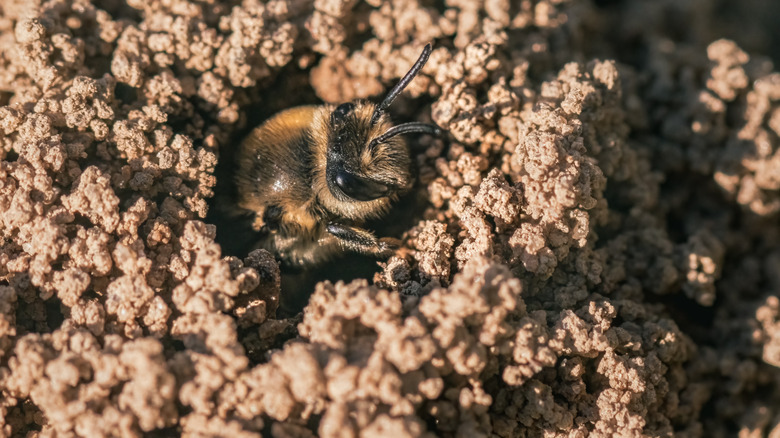 A ground nesting bee emerging from nest