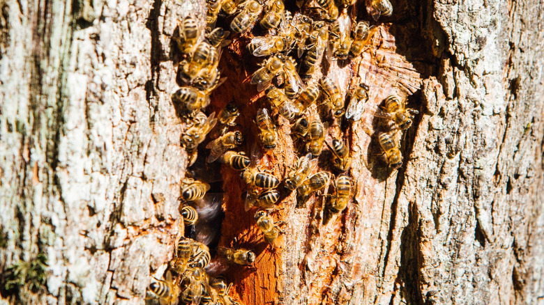 Honeybees covering a nest in a tree trunk