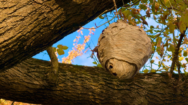 Bald-faced hornet nest in a tree