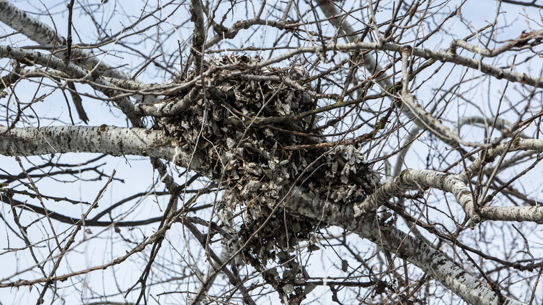 A large squirrel nest in tree